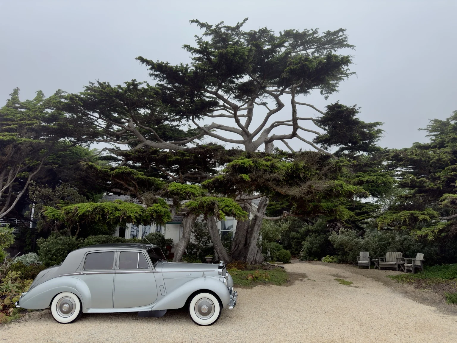 Platinum Bentley R-Type beneath a sprawling coastal cypress tree